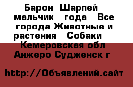 Барон (Шарпей), мальчик 3 года - Все города Животные и растения » Собаки   . Кемеровская обл.,Анжеро-Судженск г.